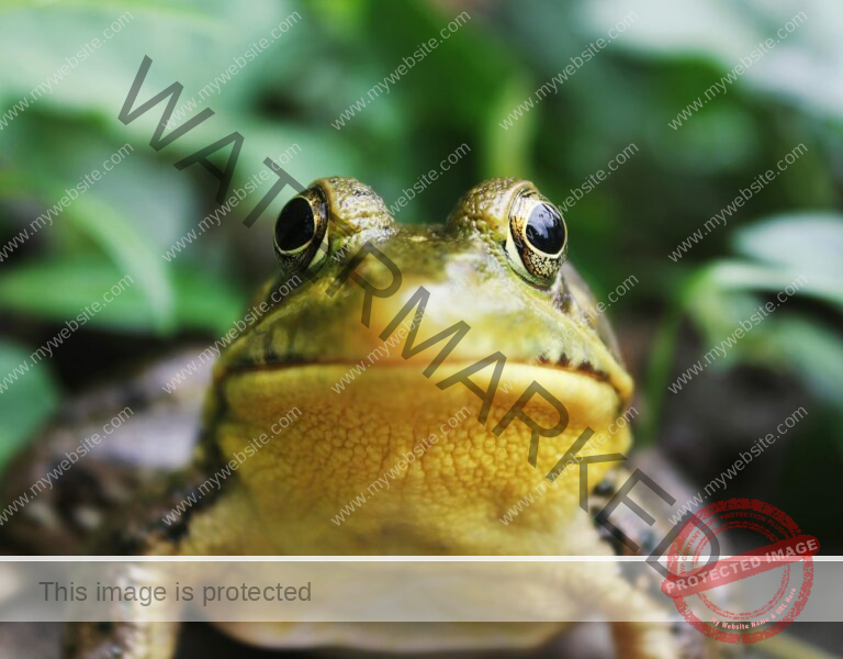 closeup photography of a frog